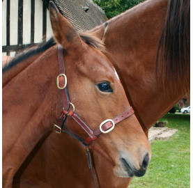 LICOL FOAL CUIR LANGUETTE