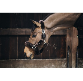 LICOL DE TRANSPORT MOUTON