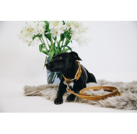 COLLIER POUR CHIEN VELVET