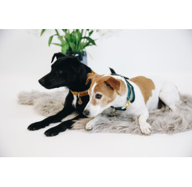 COLLIER POUR CHIEN VELVET