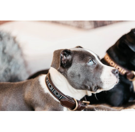 COLLIER POUR CHIEN PERLES
